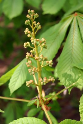 Aesculus hippocastanum - jírovec maďal - květ pupen (34)